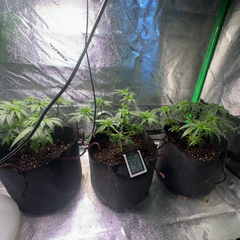 Black African Magic  growlog timeline photo