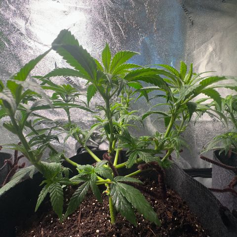 Black African Magic  growlog timeline photo