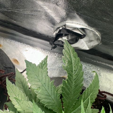 Black African Magic  growlog timeline photo