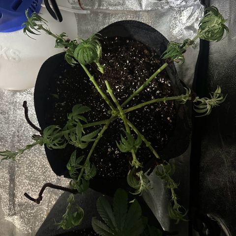 Black African Magic  growlog timeline photo