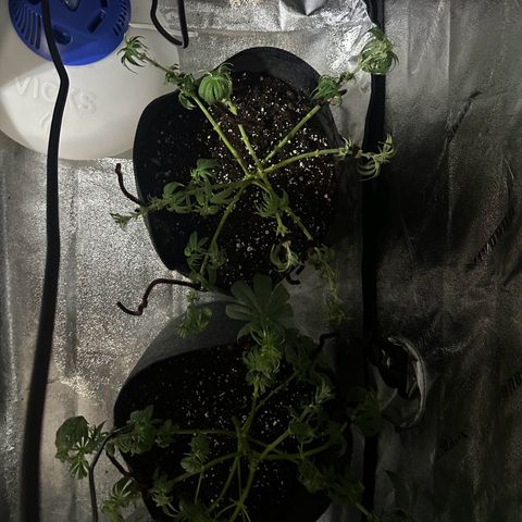 Black African Magic  growlog timeline photo