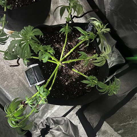 Black African Magic  growlog timeline photo