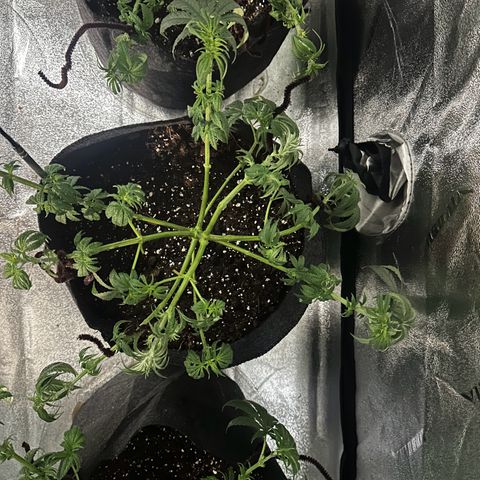 Black African Magic  growlog timeline photo