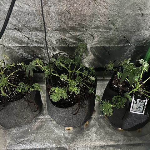 Black African Magic  growlog timeline photo