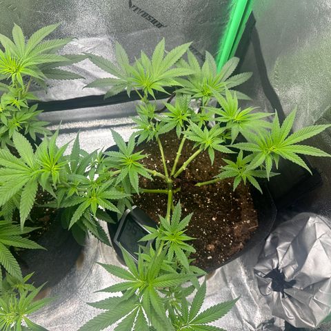 Black African Magic  growlog photo: Notice that the plants are standing straight up 🥳
