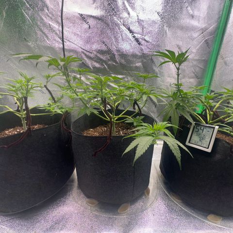 Black African Magic  growlog photo: Notice that the plants are standing straight up 🥳