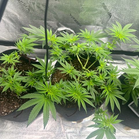 Black African Magic  growlog photo: Notice that the plants are standing straight up 🥳
