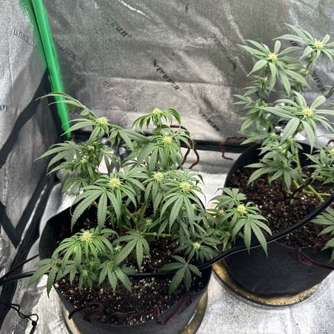 Black African Magic  growlog photo: See the leaves hanging from lack of water
