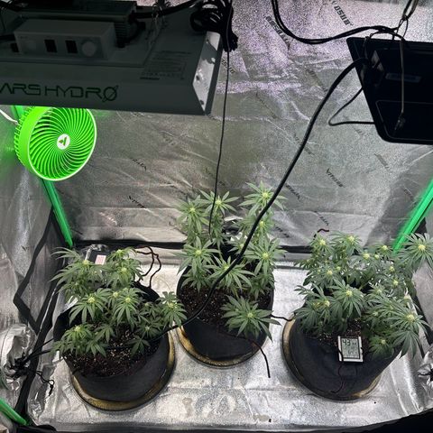Black African Magic  growlog photo: See the leaves hanging from lack of water