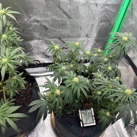 Black African Magic  growlog photo: See the leaves hanging from lack of water