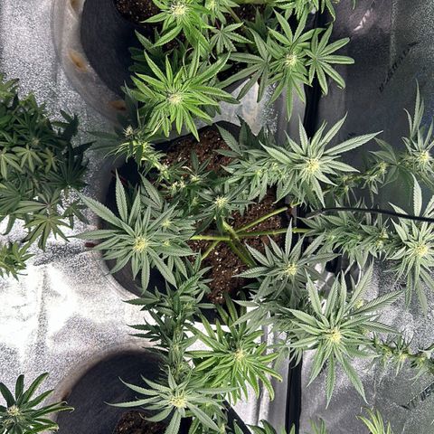 Black African Magic  growlog timeline photo