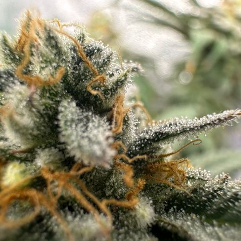 Black African Magic  growlog timeline photo