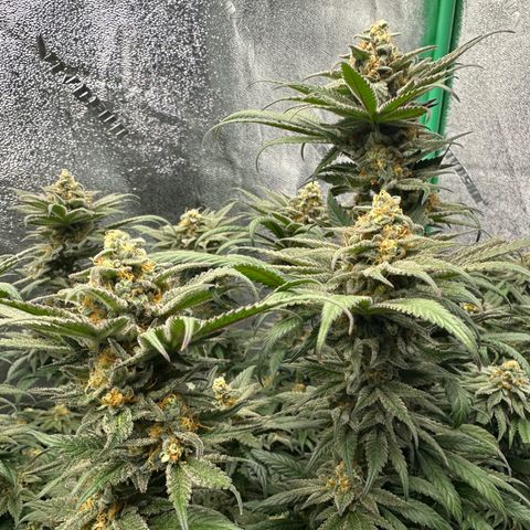 Black African Magic  growlog timeline photo