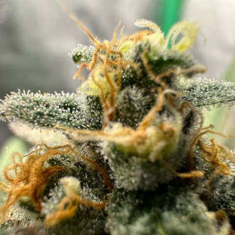 Black African Magic  growlog timeline photo