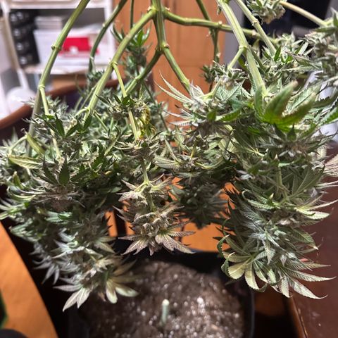 Ingrid growlog timeline photo