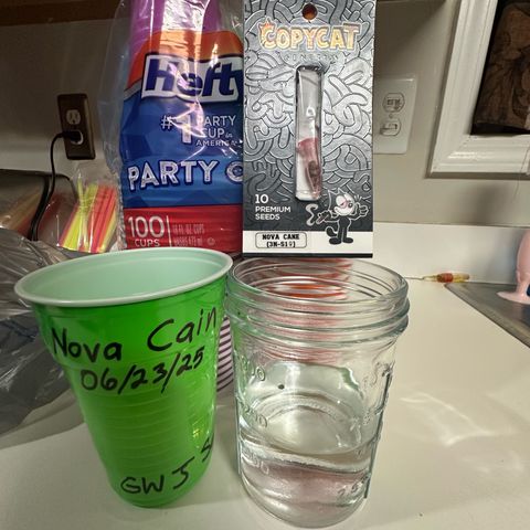 Nova Cain (3n S1) Solo Cup Challenge 06/21/25 growlog photo