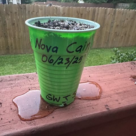 Nova Cain (3n S1) Solo Cup Challenge 06/21/25 growlog photo