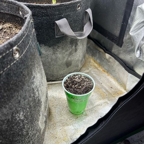Nova Cain (3n S1) Solo Cup Challenge 06/21/25 growlog photo
