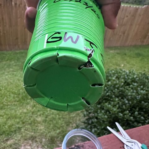 Nova Cain (3n S1) Solo Cup Challenge 06/21/25 growlog timeline photo