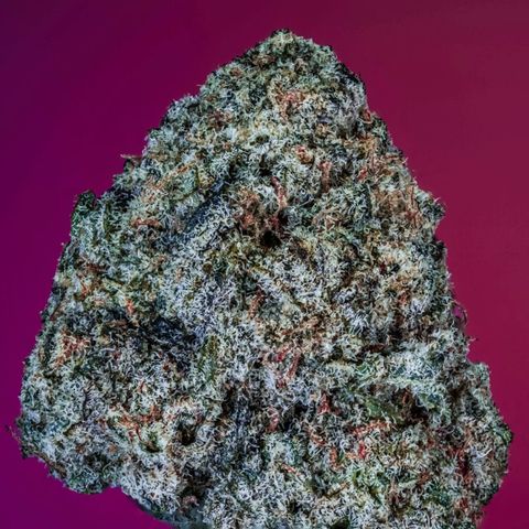 Nova Cain (3n S1) Solo Cup Challenge 06/21/25 growlog in VIVOSUN Tent 4x2