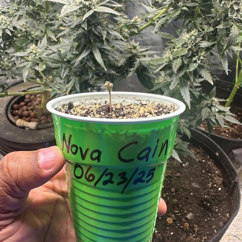 Nova Cain (3n S1) Solo Cup Challenge 06/21/25 growlog photo: Pop goes the weasel 