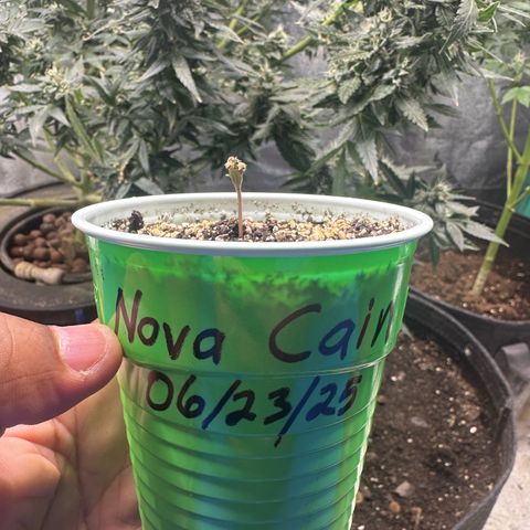Nova Cain (3n S1) Solo Cup Challenge 06/21/25 growlog photo: Pop goes the weasel 