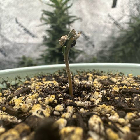 Nova Cain (3n S1) Solo Cup Challenge 06/21/25 growlog photo: Pop goes the weasel 