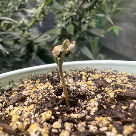 Nova Cain (3n S1) Solo Cup Challenge 06/21/25 growlog photo: Pop goes the weasel 