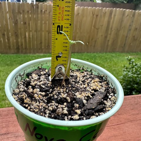 Nova Cain (3n S1) Solo Cup Challenge 06/21/25 growlog photo: Since this morning 