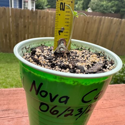 Nova Cain (3n S1) Solo Cup Challenge 06/21/25 growlog photo: Since this morning 