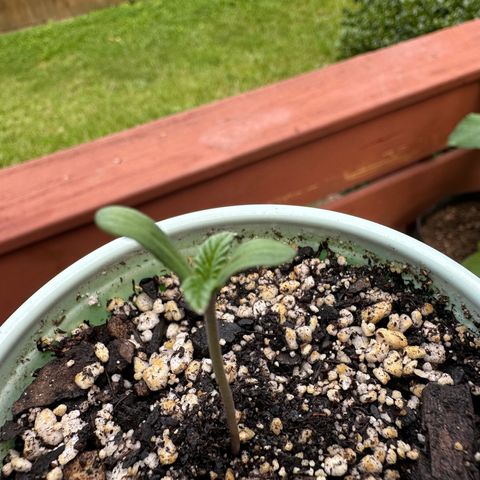 Nova Cain (3n S1) Solo Cup Challenge 06/21/25 growlog photo: Since this morning 