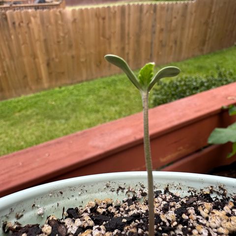 Nova Cain (3n S1) Solo Cup Challenge 06/21/25 growlog photo: Since this morning 