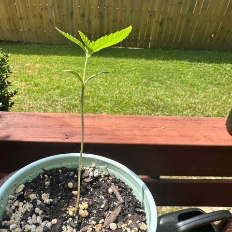 Nova Cain (3n S1) Solo Cup Challenge 06/21/25 growlog photo: Full soak on first day of veg 200ml of water soil is still good for another week of no nukes actually good for another couple weeks but will start nukes on week two of veg. 