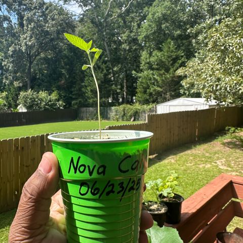 Nova Cain (3n S1) Solo Cup Challenge 06/21/25 growlog photo: Full soak on first day of veg 200ml of water soil is still good for another week of no nukes actually good for another couple weeks but will start nukes on week two of veg. 