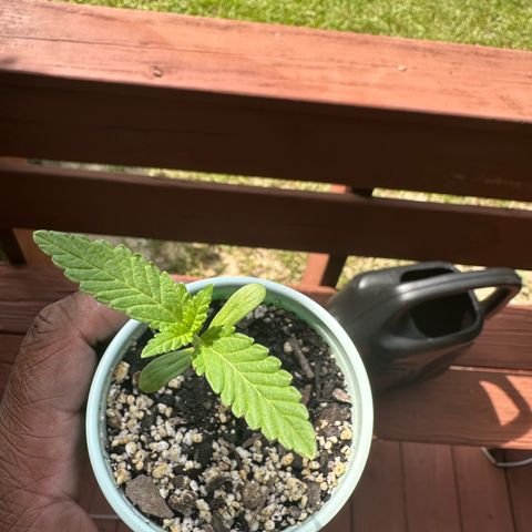 Nova Cain (3n S1) Solo Cup Challenge 06/21/25 growlog photo: Full soak on first day of veg 200ml of water soil is still good for another week of no nukes actually good for another couple weeks but will start nukes on week two of veg. 