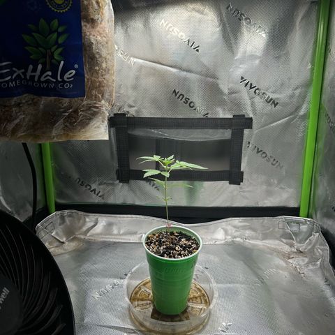 Nova Cain (3n S1) Solo Cup Challenge 06/21/25 growlog timeline photo