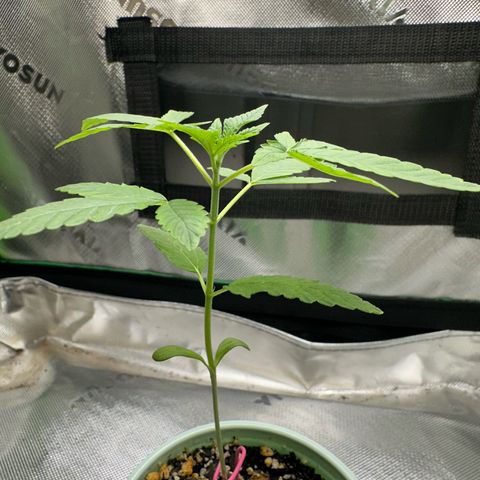 Nova Cain (3n S1) Solo Cup Challenge 06/21/25 growlog timeline photo