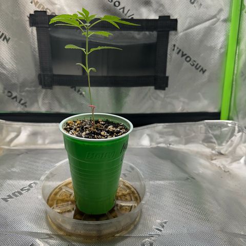 Nova Cain (3n S1) Solo Cup Challenge 06/21/25 growlog timeline photo