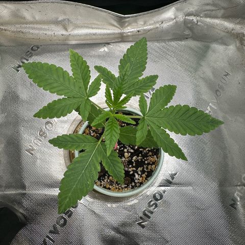 Nova Cain (3n S1) Solo Cup Challenge 06/21/25 growlog timeline photo