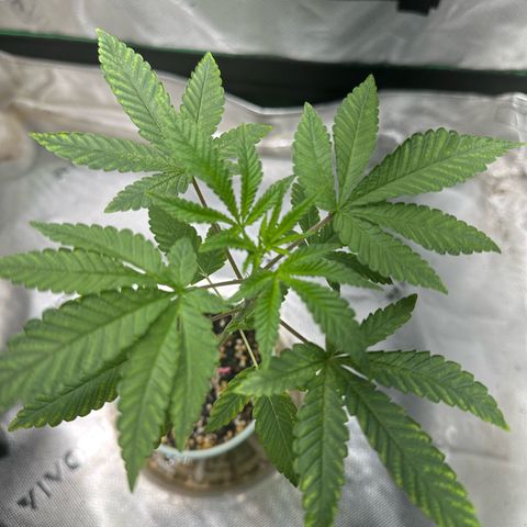 Nova Cain (3n S1) Solo Cup Challenge 06/21/25 growlog photo: Watered only with plain water due to over feeding her on last feeding. 