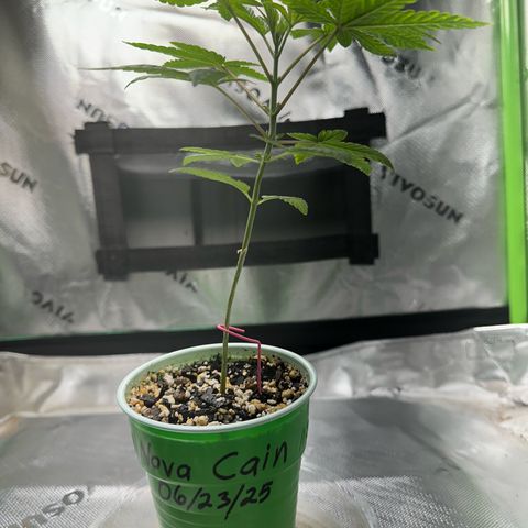 Nova Cain (3n S1) Solo Cup Challenge 06/21/25 growlog photo: Watered only with plain water due to over feeding her on last feeding. 