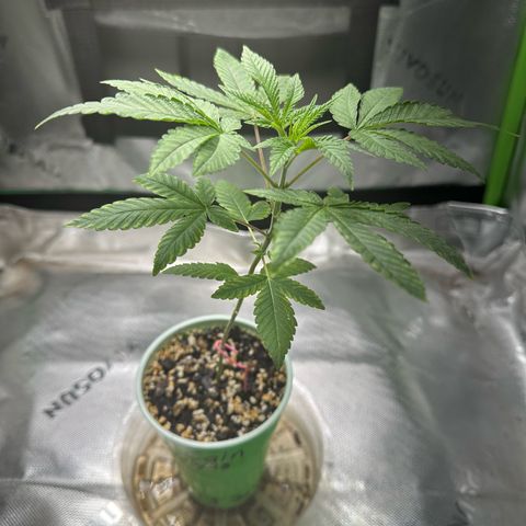 Nova Cain (3n S1) Solo Cup Challenge 06/21/25 growlog photo: Watered only with plain water due to over feeding her on last feeding. 