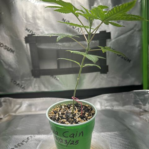 Nova Cain (3n S1) Solo Cup Challenge 06/21/25 growlog photo: Watered only with plain water due to over feeding her on last feeding. 