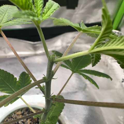 Nova Cain (3n S1) Solo Cup Challenge 06/21/25 growlog photo: Topping