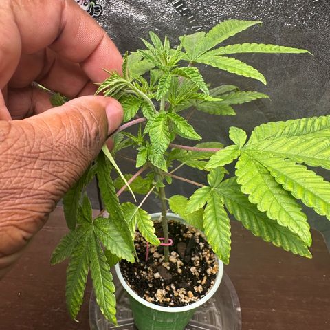 Nova Cain (3n S1) Solo Cup Challenge 06/21/25 growlog timeline photo