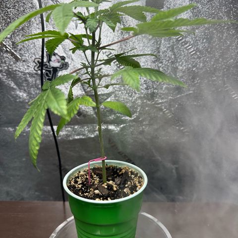 Nova Cain (3n S1) Solo Cup Challenge 06/21/25 growlog timeline photo