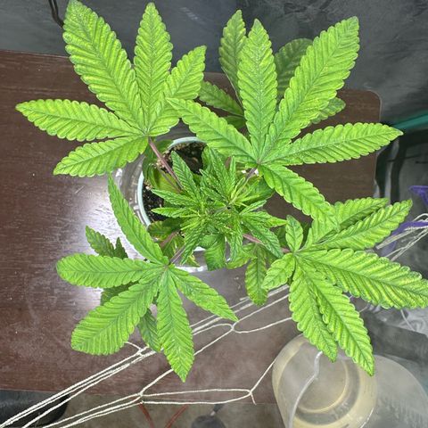 Nova Cain (3n S1) Solo Cup Challenge 06/21/25 growlog timeline photo