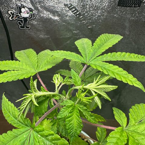 Nova Cain (3n S1) Solo Cup Challenge 06/21/25 growlog timeline photo