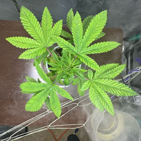 Nova Cain (3n S1) Solo Cup Challenge 06/21/25 growlog timeline photo