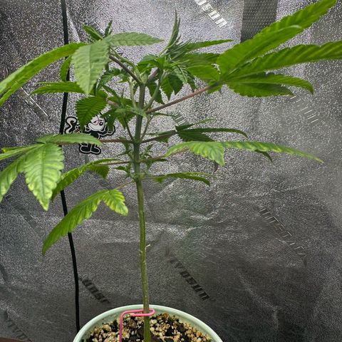 Nova Cain (3n S1) Solo Cup Challenge 06/21/25 growlog timeline photo